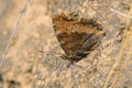 Nymphalidae butterfly