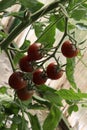 Close-up of dark colorful cherry tomatoes growing on a vine. Unique variety