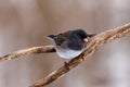 Close up of a Dark-eyed junco (Junco hyemalis) perched on a branch during winter in Wisconsin. Royalty Free Stock Photo