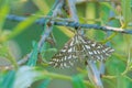 Geometridae moth Royalty Free Stock Photo