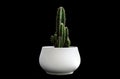 Close up Dark Green Cactus Plant on White Pot Isolated on Black Background Royalty Free Stock Photo