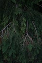 Close up of dark green cupressus Royalty Free Stock Photo