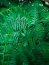 close up dark green ferns leaves growing abstract