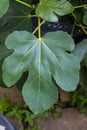 Close up of a dark green fig leaf with stalk attached to a fig tree Royalty Free Stock Photo