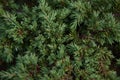 Close up of dark green needled branch Royalty Free Stock Photo