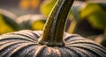 Close-up of a dark green pumpkin with dewdrops on textured surface Royalty Free Stock Photo