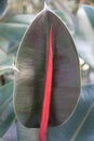Shiny dark green and red leaf of Ficus Burgundy Rubber plant Royalty Free Stock Photo
