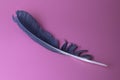 Dark Grey Feather on Pink Background