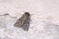 Noctuidae moth Royalty Free Stock Photo
