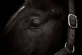 Close-up of dark horse head with bridle isolated on black Royalty Free Stock Photo