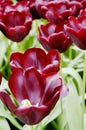 Close-up of dark maroon tulips at Keukenhof, Holland