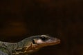 Close-up on a dark monitor lizard in the park