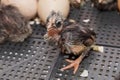 Close-up of dark newborn chick chicken hen in hatching eggs in incubator, poultry farming