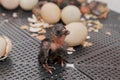 Close-up of dark newborn chick chicken little cute hen in hatching eggs in incubator, poultry farming Royalty Free Stock Photo