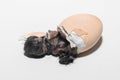 Close-up of dark newborn cute little chick trying to get out of hatching chicken egg on white background