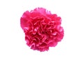 Close up of Dark pink Carnation flowers isolated on white background. Royalty Free Stock Photo