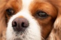 Close up of dark pink dry dog nose. Front view of dog head resting on table. Focus on nose. Relaxed red orange long hair cavalier Royalty Free Stock Photo