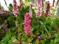 Persicaria affinis 'Donald Lowndes'