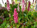 Persicaria affinis 'Donald Lowndes'