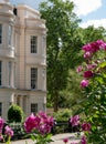 Close up of deep pink flowers with medicinal properties in the garden at the Royal College of Physicians, London UK Royalty Free Stock Photo