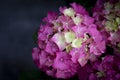 Close-up of dark pink-purple Hydrangea bouquet flowers blooming in the garden on a dark background. Royalty Free Stock Photo