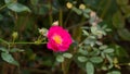 Dark pink rose in the garden Royalty Free Stock Photo