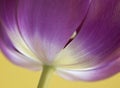 Close-up of dark pink tulip on yellow Royalty Free Stock Photo