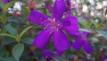 Dark purple flower with golden sting Royalty Free Stock Photo