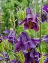 Close-up of dark purple flowers blooming common alpine columbine in the backyard garden Royalty Free Stock Photo