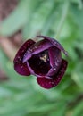 Close-up of dark purple tulip flower with blurred background, spring wallpaper, selective focus - tulips with water drops, rain Royalty Free Stock Photo