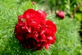 Close-up of dark red blooming peony flower with honeybee apis mellifera flying above. Royalty Free Stock Photo