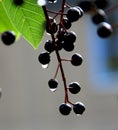 Close-up of dark red cherries hanging on a tree branch during rain Royalty Free Stock Photo