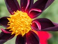 Macro of dark red and yellow dahlia flower Royalty Free Stock Photo