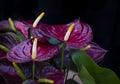 Close-up of Dark Red Flamingo flowers (Anthurium) blooming in a dark background. Royalty Free Stock Photo