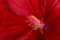 Close-up of a dark red hibiscus flower
