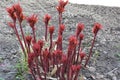 Close-up of dark red stems of young peonies in a spring garden.