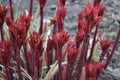 Close-up of dark red stems of young peonies in a spring garden.