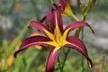 Close up of dark red and yellow daylily