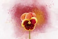 Close-up of dark red and yellow pansy flower in watercolor. Botanical illustration for greeting card Royalty Free Stock Photo
