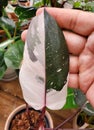 Close up of a dark reen and white color leaf of Philodendron Red Anderson