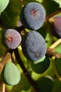 Close up of dark ripe and green unripe figs growing on a branch on a fig tree, in portrait format Royalty Free Stock Photo