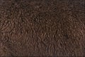 Close-up on Dark rose grey alpaca wool or fiber - Lama pacos Royalty Free Stock Photo