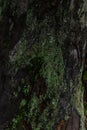 Close up dark textured relief rough bark with green moss, lichen. Tree trunk Royalty Free Stock Photo