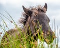Close up of a Dartmoor Pony foal, in Dartmoor, Devon UK