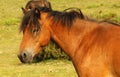 Close Up Dartmoor Pony Royalty Free Stock Photo