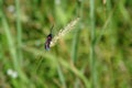 A close up of day-flying moth - a six-spot burnet Zygaena filipendulae