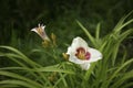 Close up of day lily flower with water drops after rain Royalty Free Stock Photo