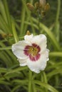 Close up of day lily flower with water drops after rain Royalty Free Stock Photo