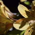 Close-up of Day Lily petals