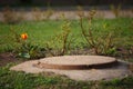 Close up day shot of an old rusty concrete sewer manhole surrounded by green grass, branches and a lonely red and yellow tulip Royalty Free Stock Photo